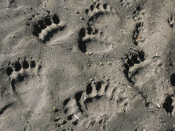 Photos de Guillaume Julian : empreintes d'ours sur une plage